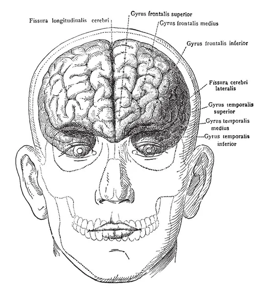 Beyin kafatası ve yüz ön görünümü, vintage çizgi çizme veya oyma illüstrasyon.