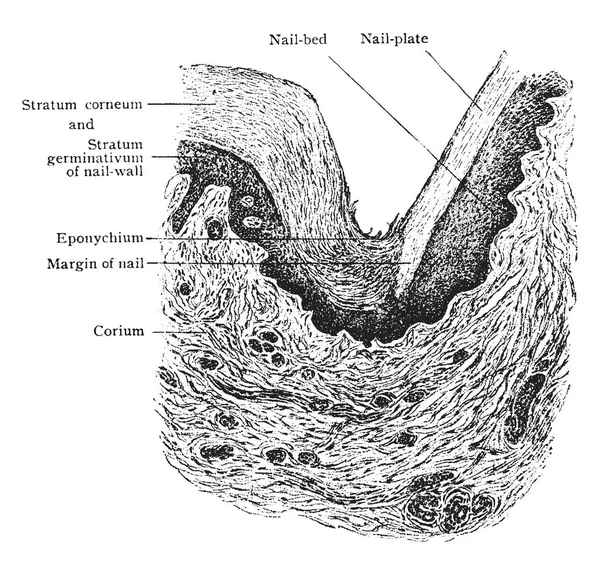 Ilustracja Przedstawia Poprzeczne Sekcji Paznokciem Ściany Vintage Rysowania Linii Lub — Wektor stockowy