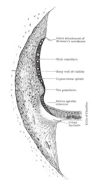 Ilustracja Reprezentuje Punkt Poprzez Ductus Cochlearis Ściany Vintage Rysowania Linii — Wektor stockowy