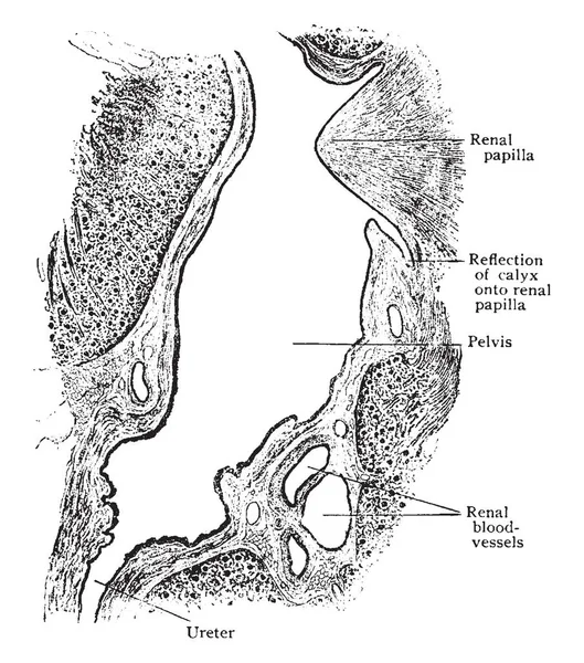 Ilustrasi Ini Mewakili Bagian Sagittal Melalui Sinus Kidney Gambar Garis - Stok Vektor