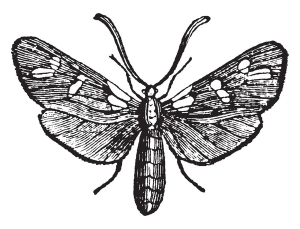 六斑伯内特蛾是常见的从琼到8月初 复古线画或雕刻插图 — 图库矢量图片