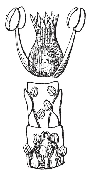 Glasswort Una Planta Suave Carnosa Común Los Pantanos Sal Rhode — Archivo Imágenes Vectoriales