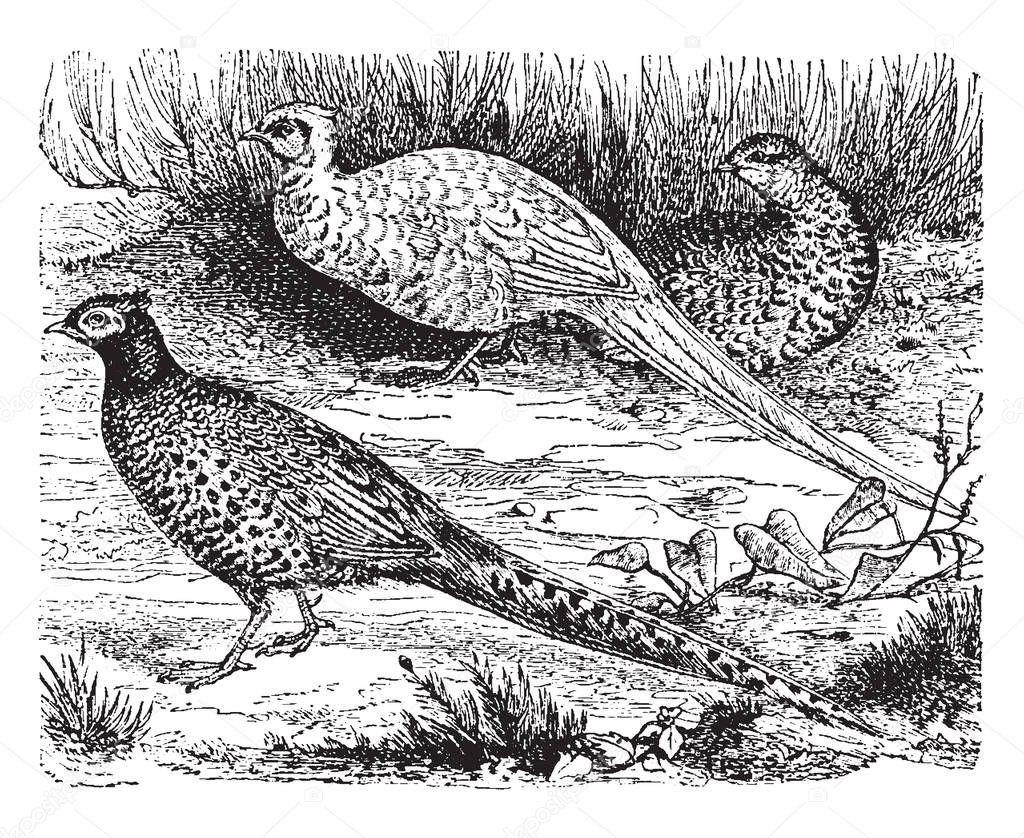 Common Pheasants is remarkable for the extraordinary length of its tail, vintage line drawing or engraving illustration.