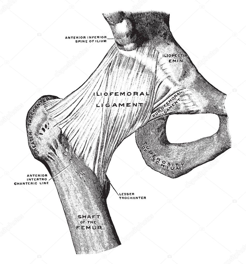 This illustration represents Front View of Hip Joint, vintage line drawing or engraving illustration.