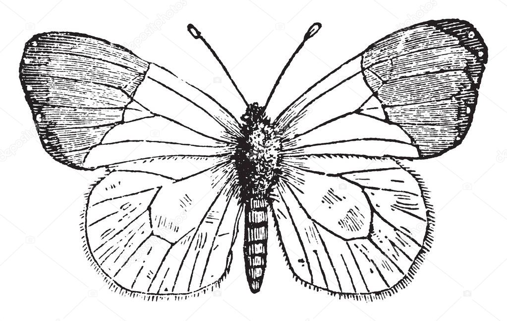 Anthocharis Cardamines in which the extremity of the upper wings of a beautiful orange yellow, vintage line drawing or engraving illustration.