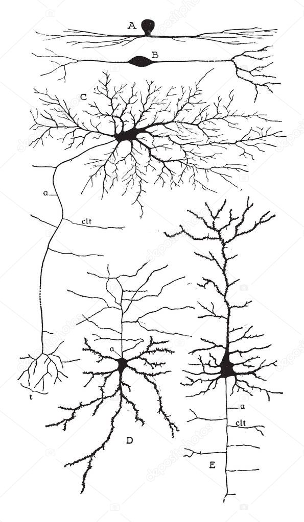 Showing some varieties of cell bodies of neurons, vintage line drawing or engraving illustration.