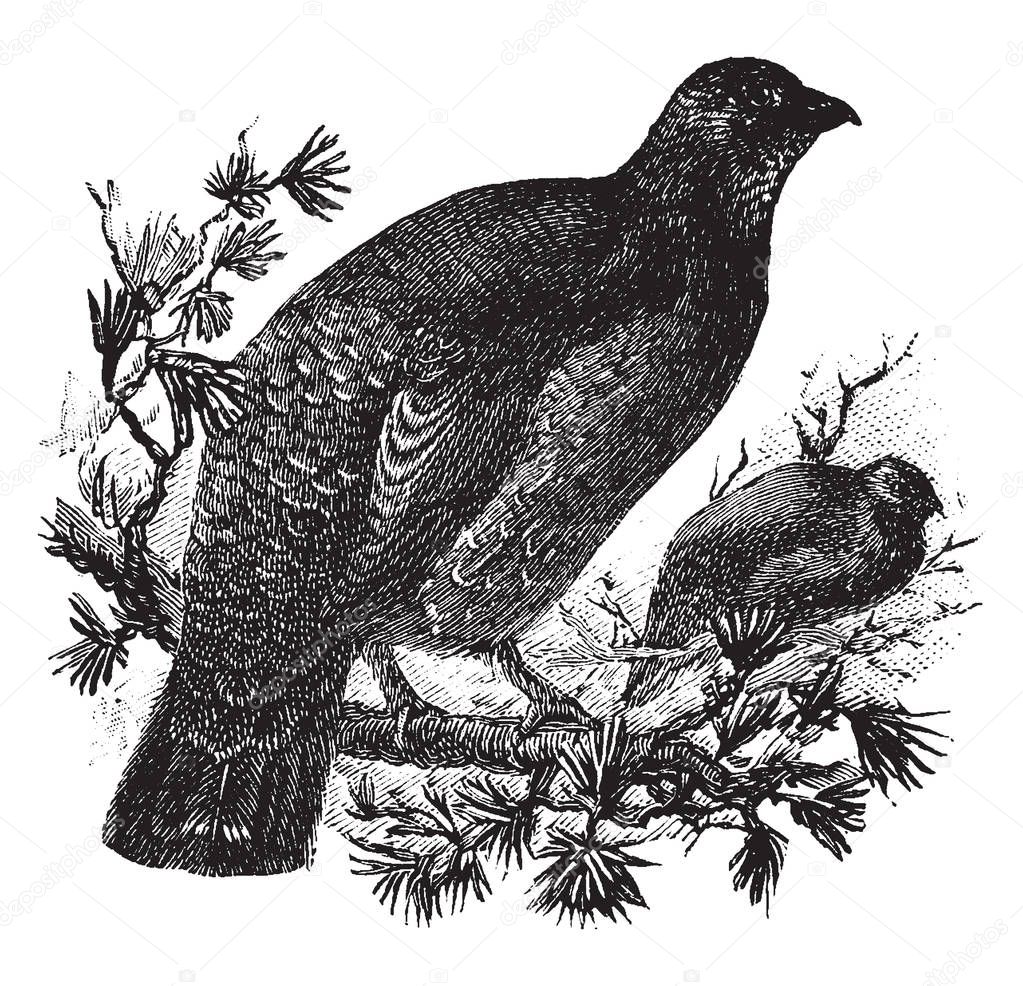Dusky Grouse is a bird in the Phasianidae family of pheasants and partridges, vintage line drawing or engraving illustration.