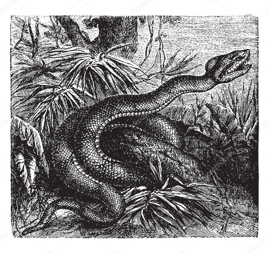 Fer de Lance is a highly venomous pit viper species ranging from southern Mexico to northern South America, vintage line drawing or engraving illustration.