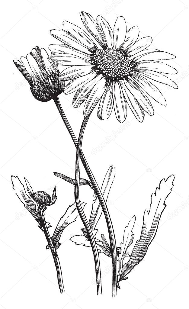 A picture is showing Oxeye Daisy, also known as Chrysanthemum leucanthemum. It belongs to Compositae family. Leaves have long-toothed margins. Petals are rectangular, vintage line drawing or engraving illustration.