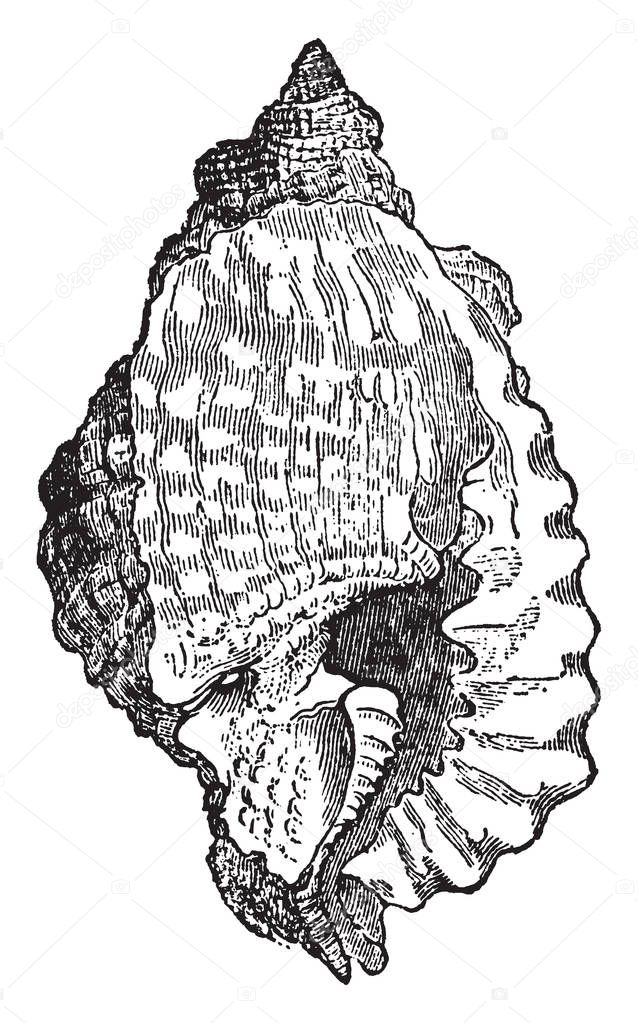 Triton Anus is classed next to the genus Murex, vintage line drawing or engraving illustration.