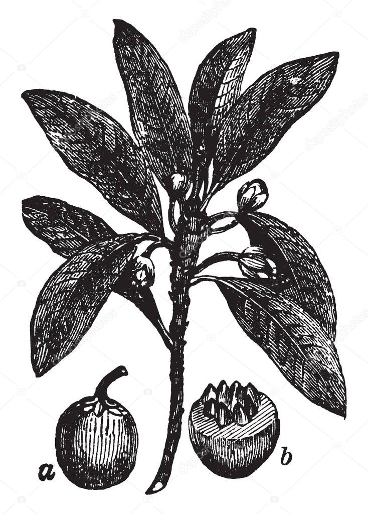 Picture of Sapodilla plant. Manilkara Zapota, commonly known as the sapodilla, is a long-lived, evergreen tree native to southern Mexico. Fruit has an exceptionally sweet, malty flavor, vintage line drawing or engraving illustration.