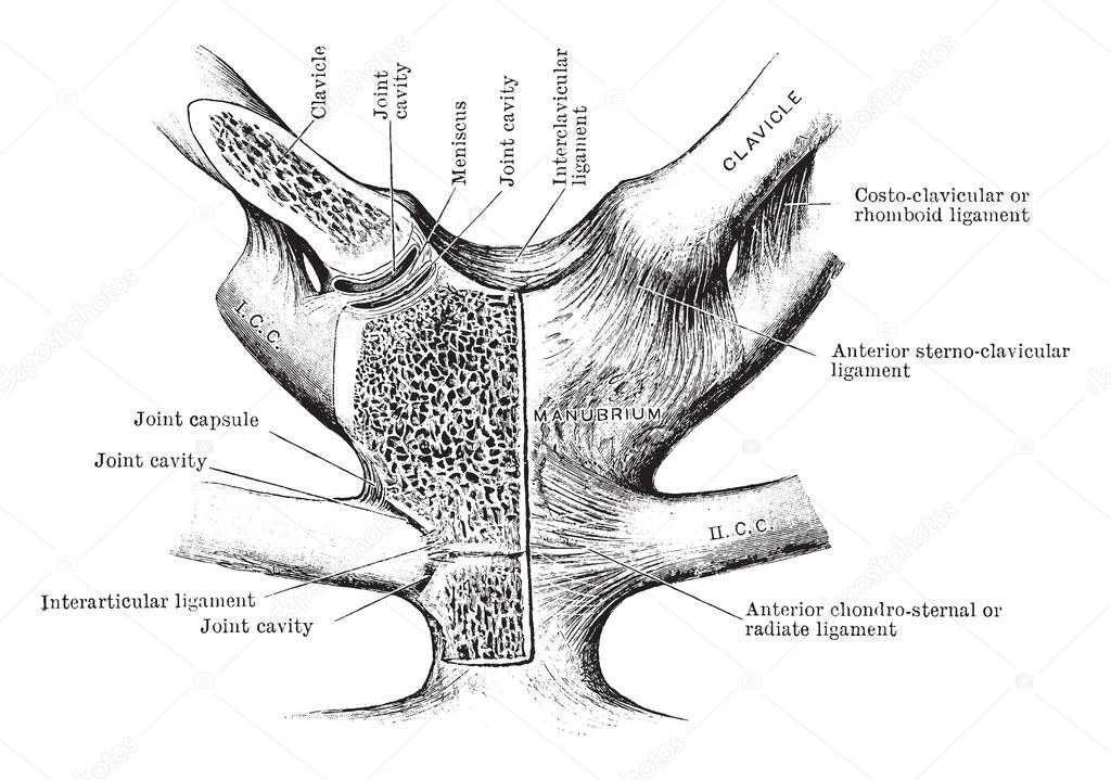 This illustration represents Sterno Clavicular and Costo Sternal Joints, vintage line drawing or engraving illustration.