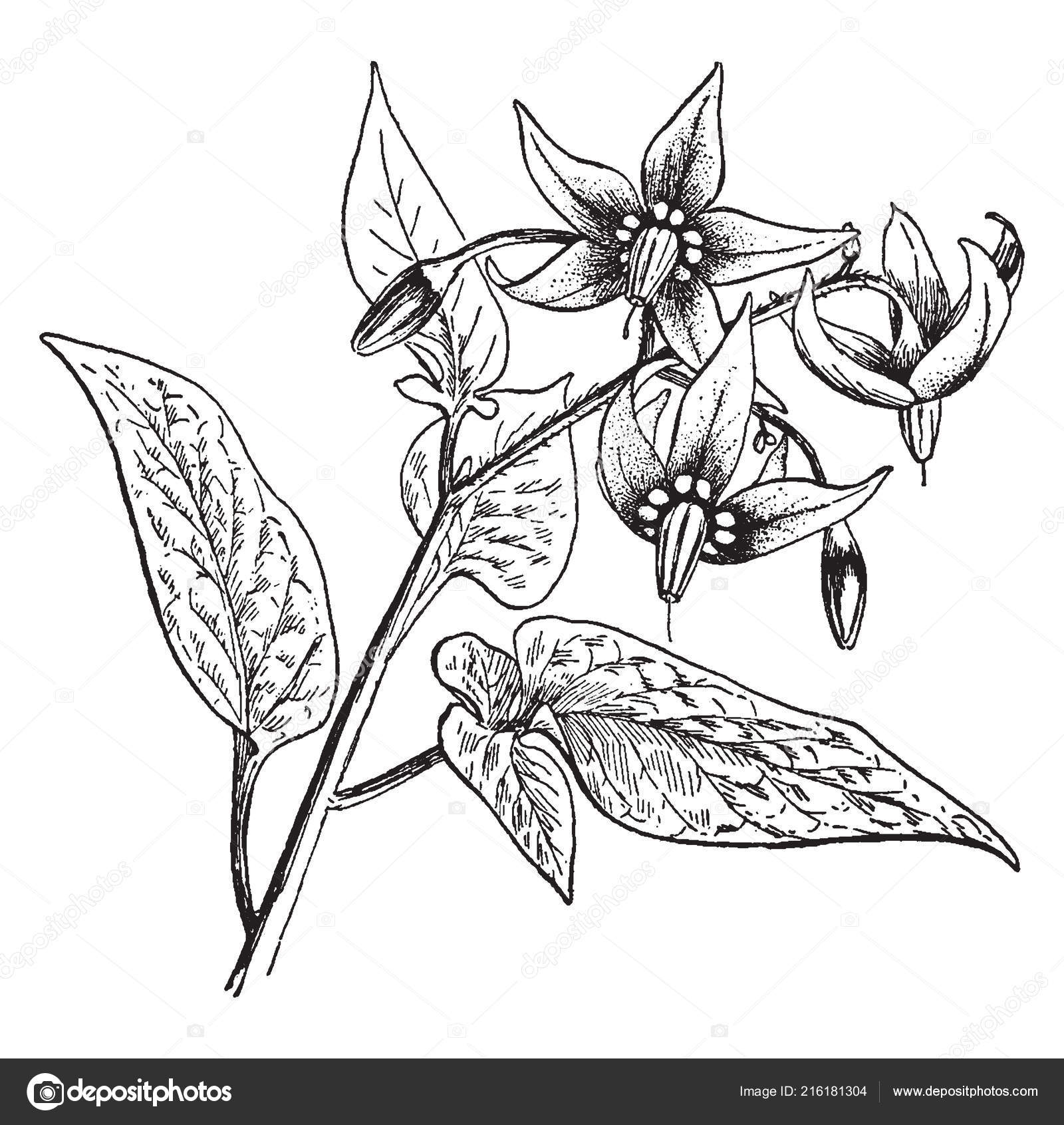 Common Name Solanum Dulcamara Nightshade Bittersweet Also Known Blue Bindweed Vector Image By C Morphart Vector Stock