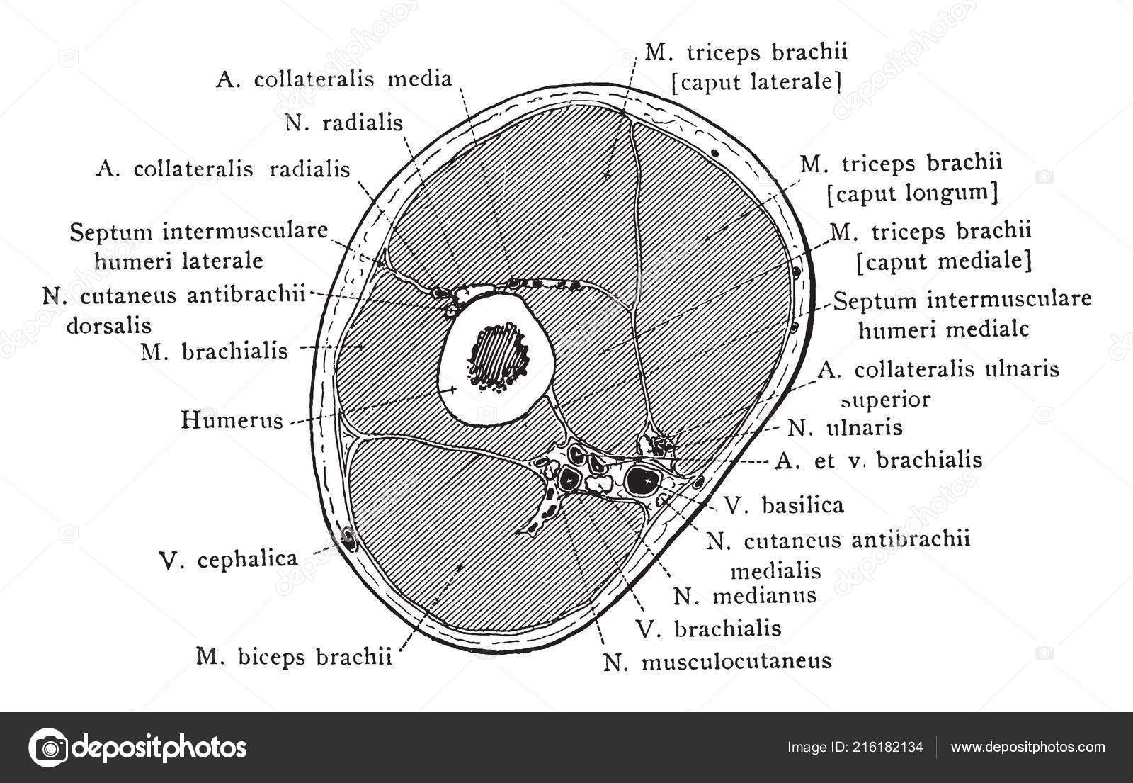 Denne Illustrasjonen Representerer Tverrsnitt Arm Gjennom Muskel Spiral  Nerve Vintage stockvektor © Morphart #216182134, image size:1600x1105