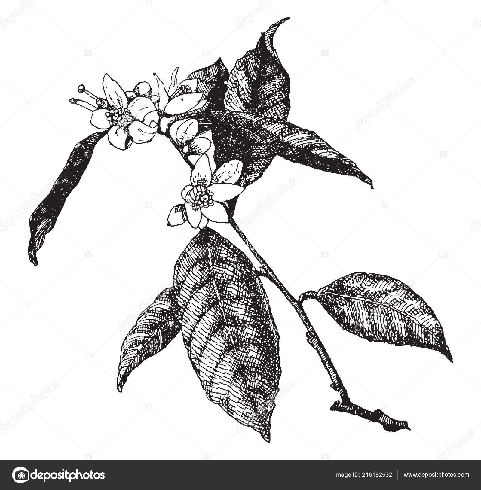 How To Draw An Orange Blossom