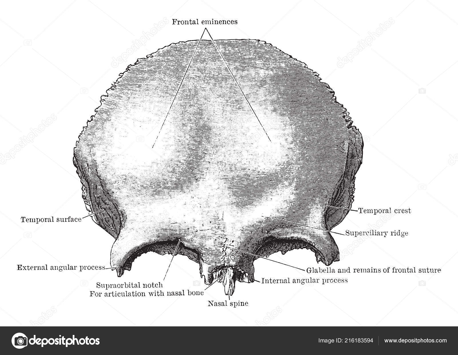 Лобные латынь. Анатомия лобной кости. Лобная кость черепа анатомия. Лобная кость глабелла. Лобная кость Синельников.