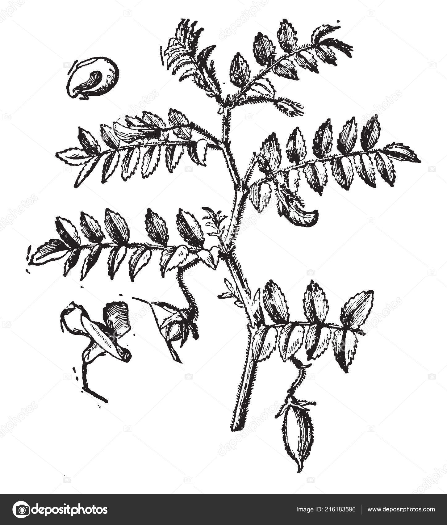 Chickpeas Known Garbanzo Beans Annual Plant Pea Family Cool Season