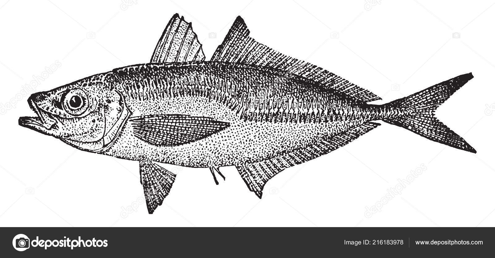 Atlantic Horse Mackerel Species Mackerel Carangidae Family Vintage Line