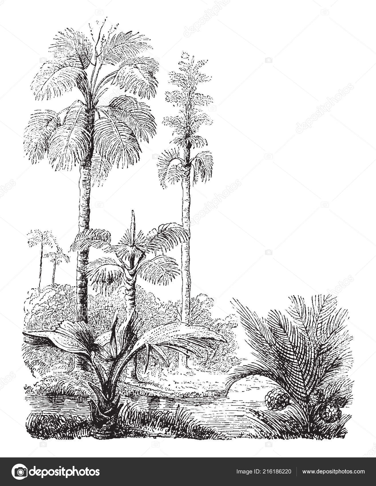Picture Corypha Gebanga Nipa Fruiticans Palm Trees River Vintage Line Stock Vector C Morphart 216186220