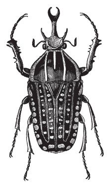 Goliathus Polyphemus Earth, vintage çizgi çizme veya oyma illüstrasyon en büyük böcekler arasında olan.