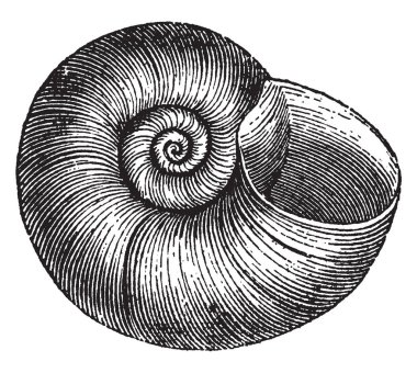 İnce ışık ve form, vintage çizgi çizme veya oyma illüstrasyon gibi disk planorbis Corneus olduğunu.