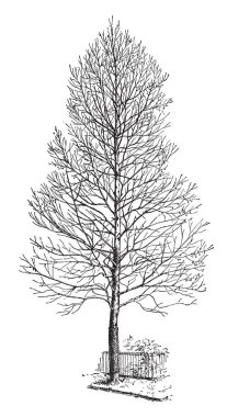 Sycamore after Pruning, vintage line drawing or engraving illustration. clipart