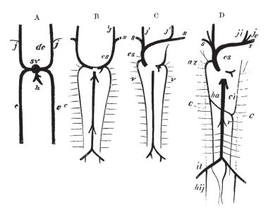 Bu örnekte geliştirme, büyük damarlar, vintage çizgi çizme veya oyma illüstrasyon temsil eder..