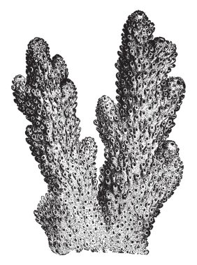 Bir ilginç türler, vintage çizgi çizme veya oyma illüstrasyon Madrepora Plantaginea olduğunu.