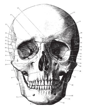 Bu resimde açık kafatası, vintage çizgi çizme veya oyma illüstrasyon temsil eder..