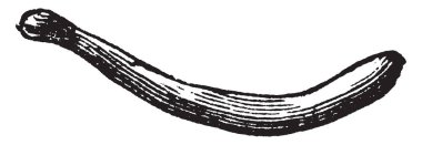 Köprücük kemiği dorsally ve kafa, vintage çizgi çizme veya oyma illüstrasyon doğru çizmek için köprücük bir kedi ve onun eylem olduğunu.