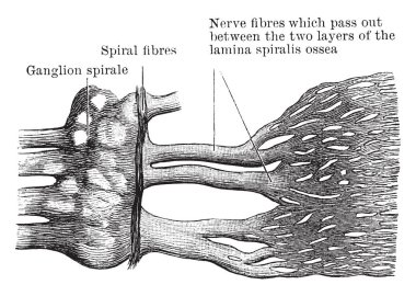 Bu resimde koklear sinir, vintage çizgi çizme veya oyma illüstrasyon temsil eder..