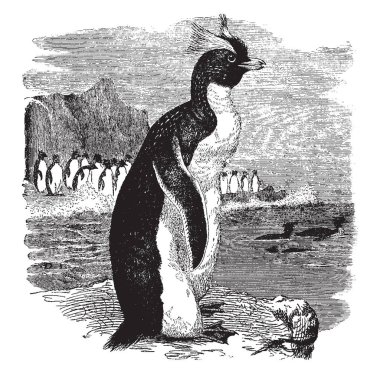 Sadece soğuk ülkelerde, vintage çizgi çizme veya oyma illüstrasyon için tepeli penguen.