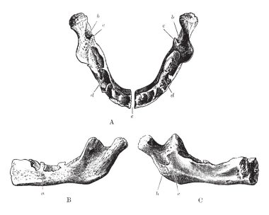 Bu örnekte Doğum, vintage çizgi çizme veya oyma illüstrasyon çene temsil eder.