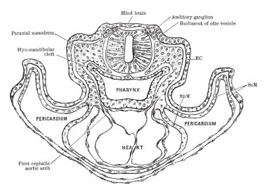 Bir sıçan paraxial mesoderm yanal kaplamalar, vintage çizim için başın ilişkisi gösterilen veya illüstrasyon oyma embriyo enine bölümü.