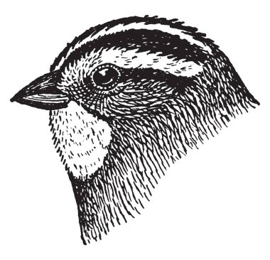 Beyaz boğazlı serçe familyasından bir kuş türü Amerikan serçe aile kuşugiller, vintage çizgi çizme veya oyma illüstrasyon.