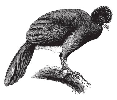Tepeli Curassow morumsu parlak, vintage çizgi çizme veya oyma resimde siyah.