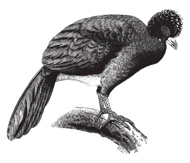 Crested Curassow is black with a purplish gloss, vintage line drawing or engraving illustration. clipart