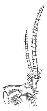 Bazı titreşimler organları, vintage çizgi çizme veya oyma illüstrasyon algı İşitme duygusu olduğunu.