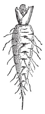 Havuç turuncu, mor, beyaz, sarı ve kırmızı olarak farklı renk gelir. Havuç yağı kuru ciltler için iyi çünkü cilt daha yumuşak, pürüzsüz ve daha sıkı, vintage çizgi çizme veya oyma illüstrasyon yapar.