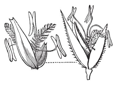 Readtop Loucusta çim parçalarını ve boyutu tüm bir bölüm bu görüntü, vintage çizgi çizme veya oyma resimde gösterilir Bu.