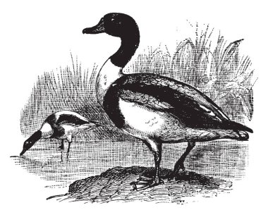 Ortak Shelduck, kırmızı bill ve beyaz, vintage çizgi çizme veya illüstrasyon oyma bir ördek olduğunu.