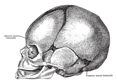 Bu illüstrasyon kafatası yanal boy Doğum, vintage çizgi çizme veya oyma illüstrasyon temsil eder.