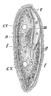 Paramecia olarak da bilinen Bayan tek hücreli ciliate tek hücreli, vintage çizgi çizme veya oyma illüstrasyon bir grup olan terlik.
