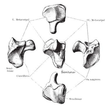 Bu resimde Unciform kemik, vintage çizgi çizme veya oyma illüstrasyon temsil eder..