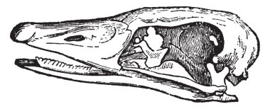 Bill, bir azgın madde, vintage çizgi çizme veya oyma illüstrasyon tarafından çevrili kaz.