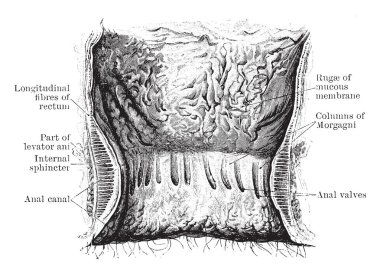 Bu resimde rektum ve Anal kanal, vintage çizgi çizme veya oyma illüstrasyon temsil eder.