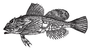 Baba tuttuk, Kuzey Avrupa, vintage çizgi çizme veya oyma resimde küçük kıyı balıktır.