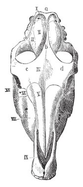 Oksipital lob ve paryetal kemik mevcut olan kafatası at görmüş yukarıdaki üzerinden, vintage çizgi çizme veya oyma illüstrasyon.