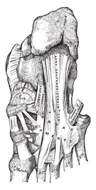 Ligament ayak, vintage çizgi çizme veya oyma illüstrasyon plantar ve yüzey.
