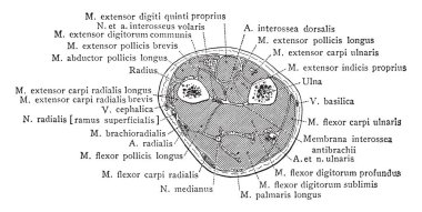 Bölümü alt üçüncü üzerinden sağ önkol, vintage çizgi çizme veya oyma illüstrasyon.